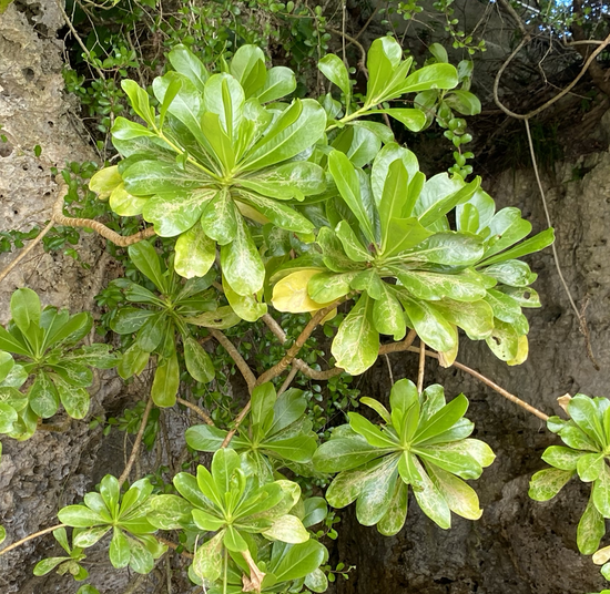 小牧市大草の物件売却依頼